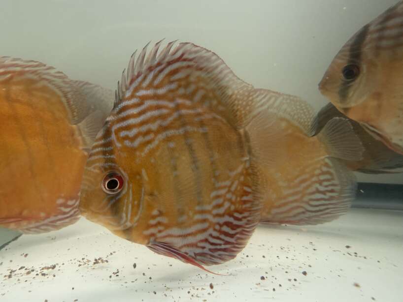 Wild Discus Rio Paraconi