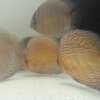 Wild Discus Rio Paraconi