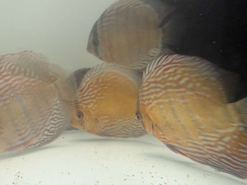 Wild Discus Rio Paraconi