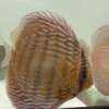 Wild Discus Rio Paraconi