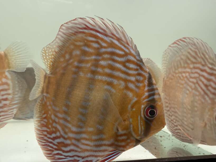 Wild Discus Rio Paraconi