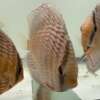 Wild Discus Rio Paraconi