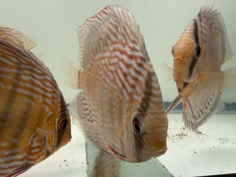 Wild Discus Rio Paraconi
