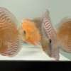 Wild Discus Rio Paraconi