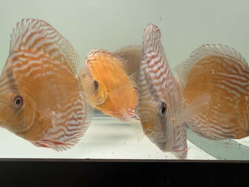 Wild Discus Rio Paraconi
