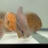 Wild Discus Rio Paraconi