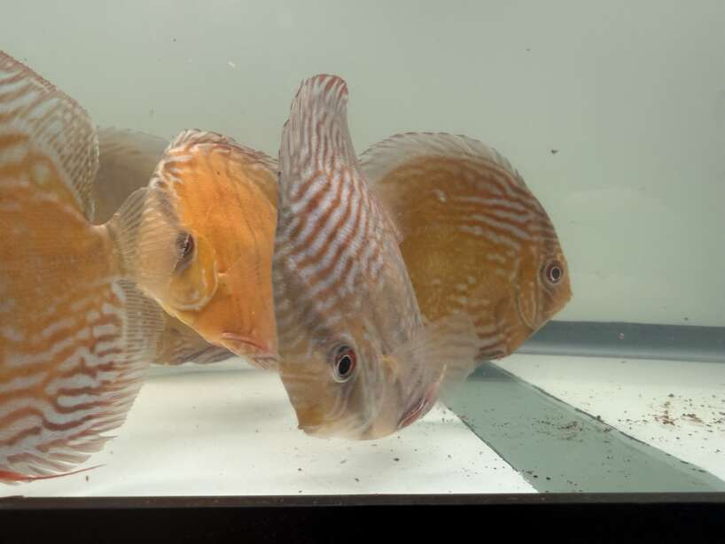 Wild Discus Rio Paraconi