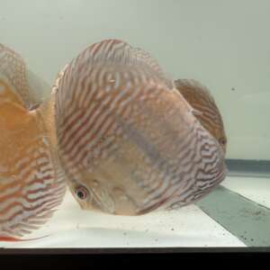 Wild Discus Rio Paraconi