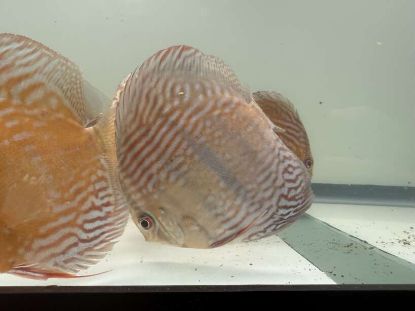 Wild Discus Rio Paraconi