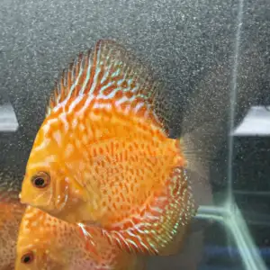 Red Pigeon Discus
