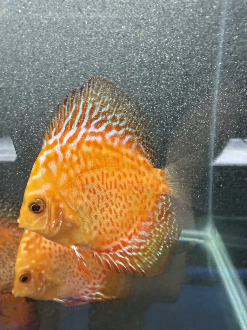 Red Pigeon Discus