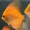 Red Pigeon Discus