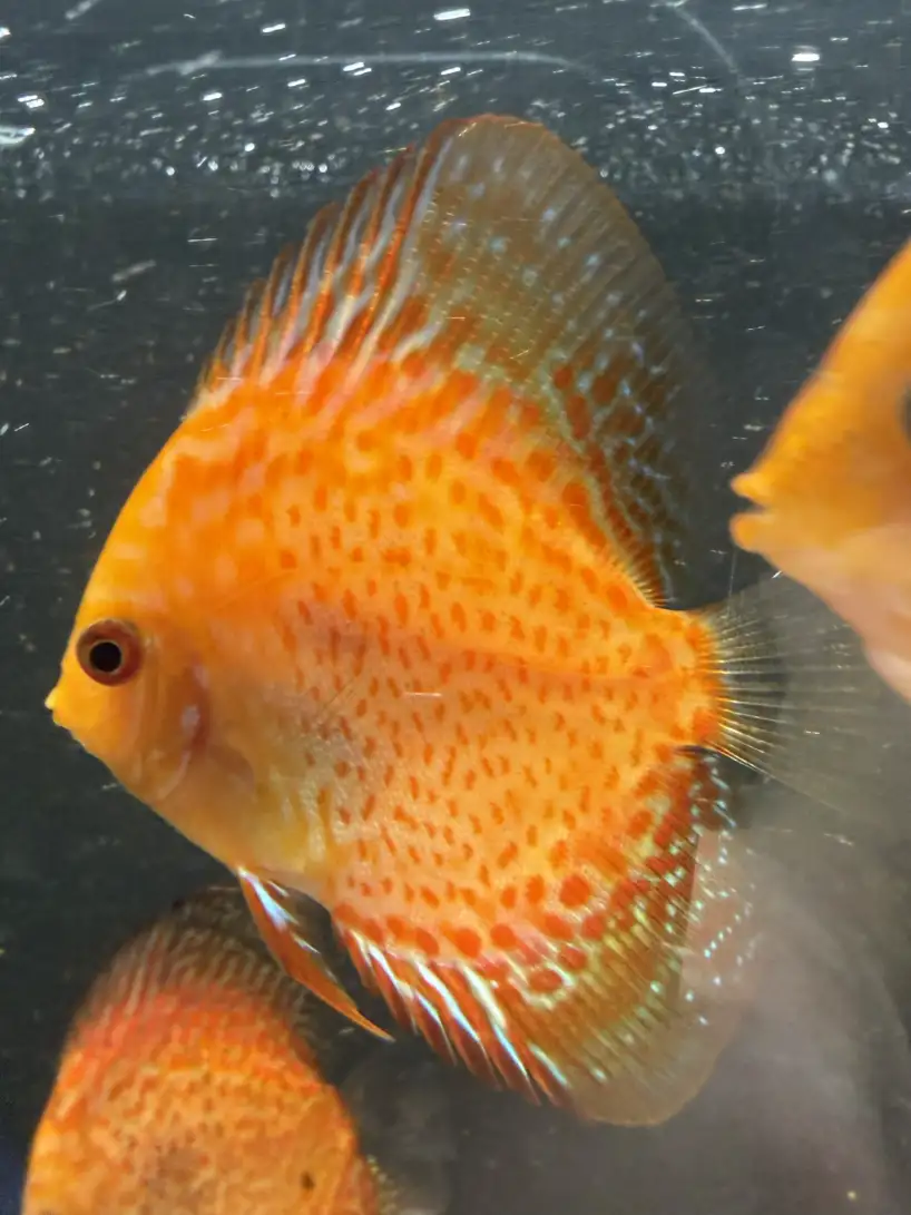 Red Pigeon Discus