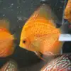Red Pigeon Discus