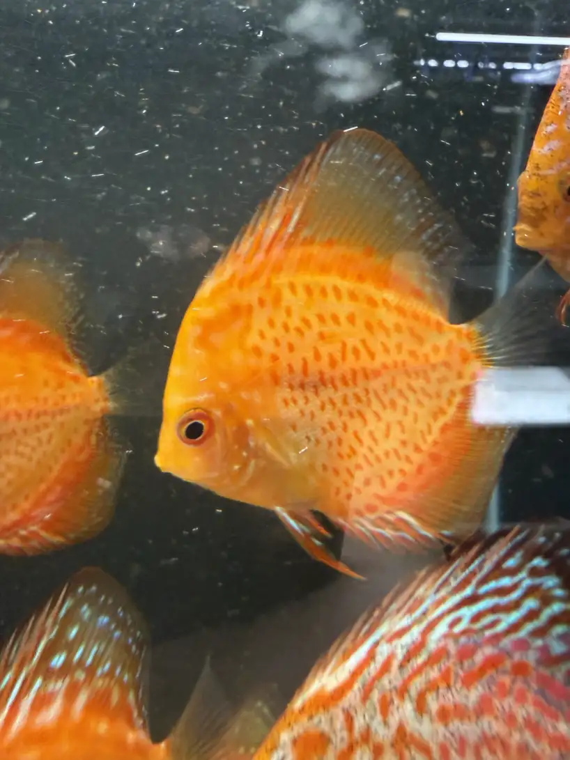 Red Pigeon Discus