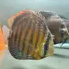 Wild Discus Rio Paraconi