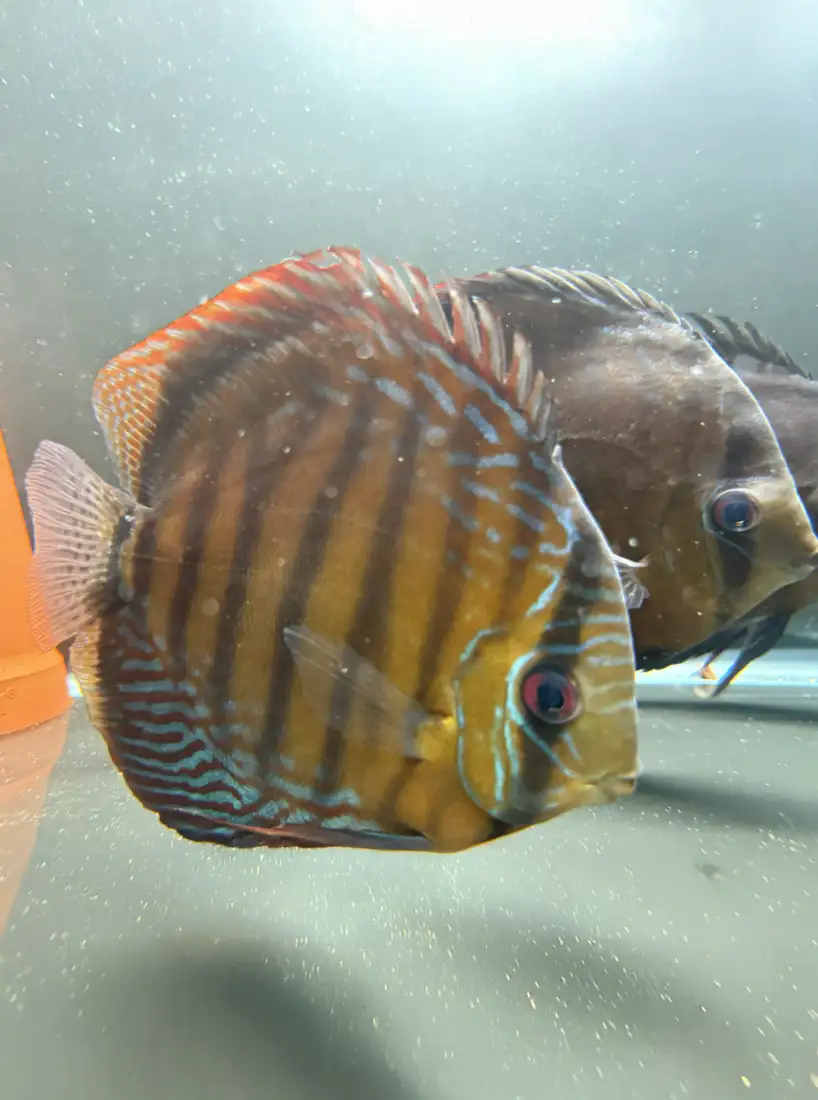 Wild Discus Rio Paraconi