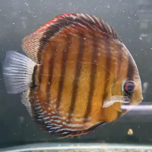 Wild Discus Rio Paraconi