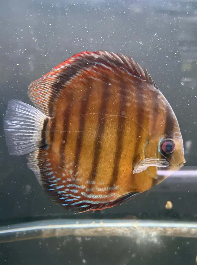 Wild Discus Rio Paraconi