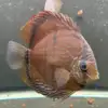 Wild Discus Rio Paraconi