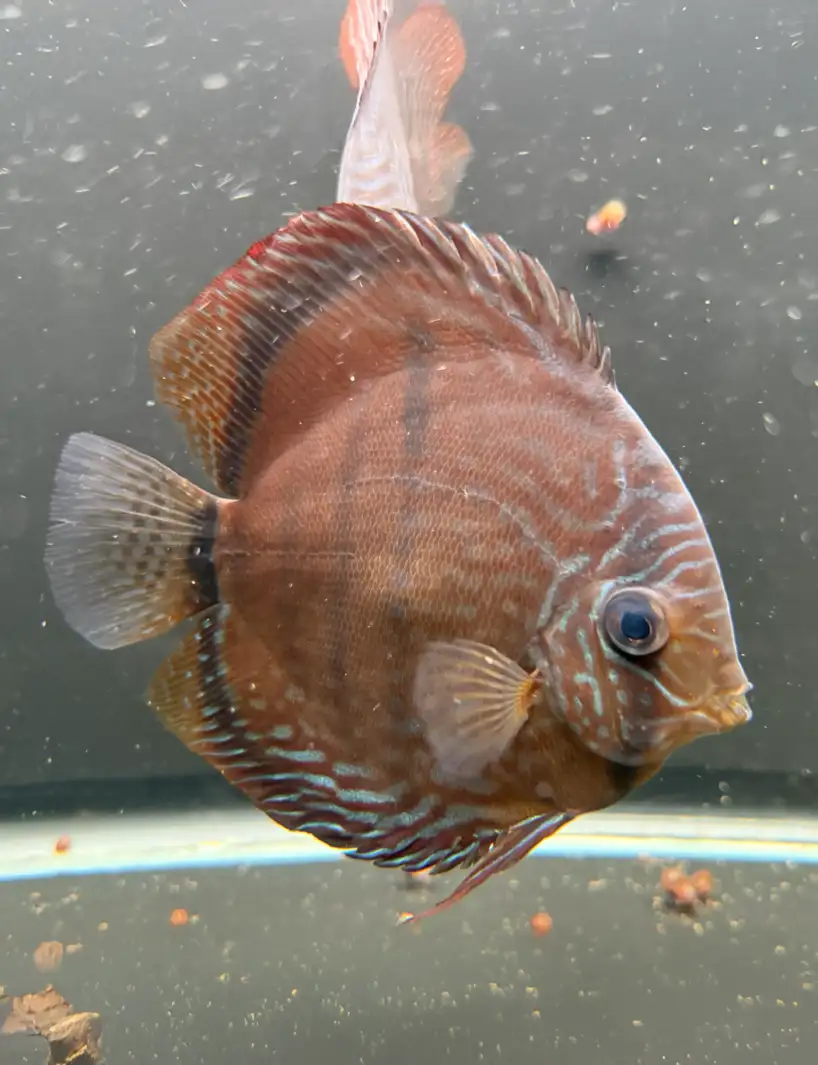Wild Discus Rio Paraconi
