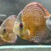 Wild Discus Rio Paraconi
