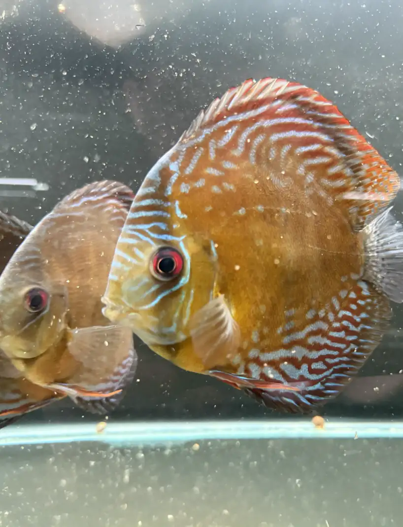 Wild Discus Rio Paraconi