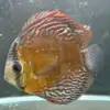 Wild Discus Rio Paraconi