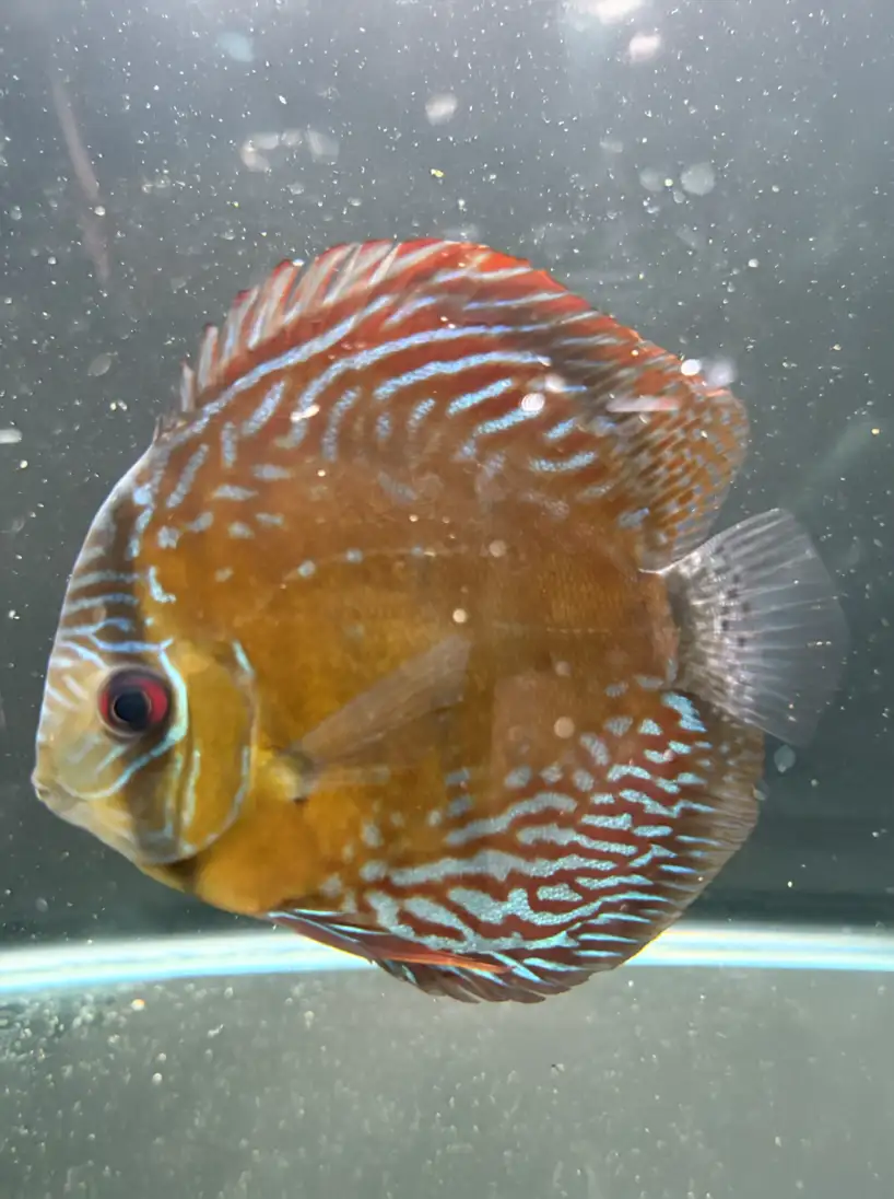 Wild Discus Rio Paraconi