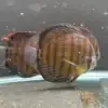 Wild Discus Rio Paraconi