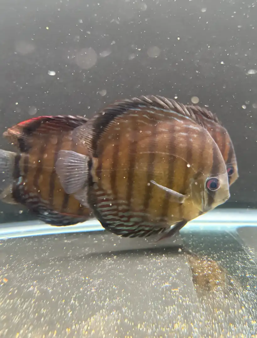 Wild Discus Rio Paraconi