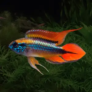 Apistogramma agassizii trio