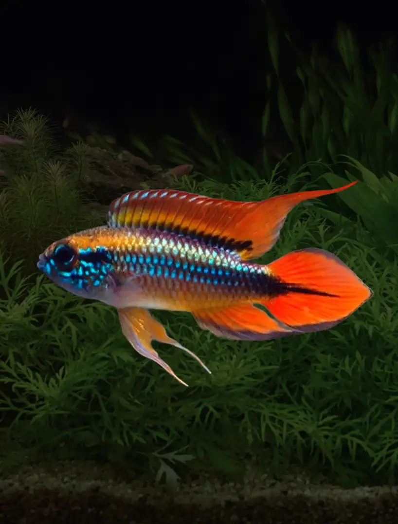 Apistogramma agassizii trio