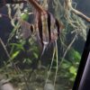 Pterophyllum Altum Rio Orinoco - Iniridae