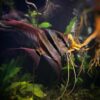 Pterophyllum Altum Rio Orinoco - Iniridae