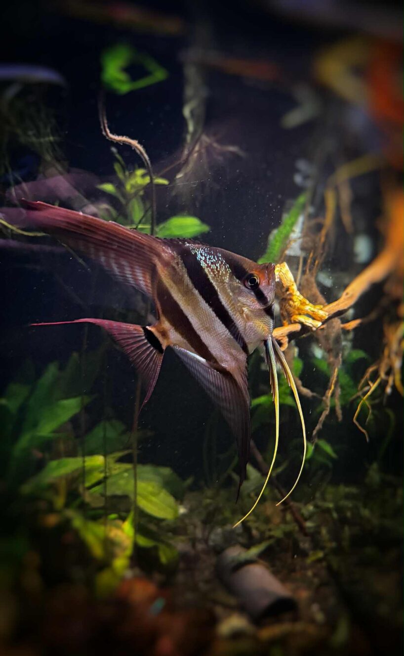 Pterophyllum Altum Rio Orinoco - Iniridae