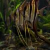 Pterophyllum Altum Rio Orinoco - Iniridae