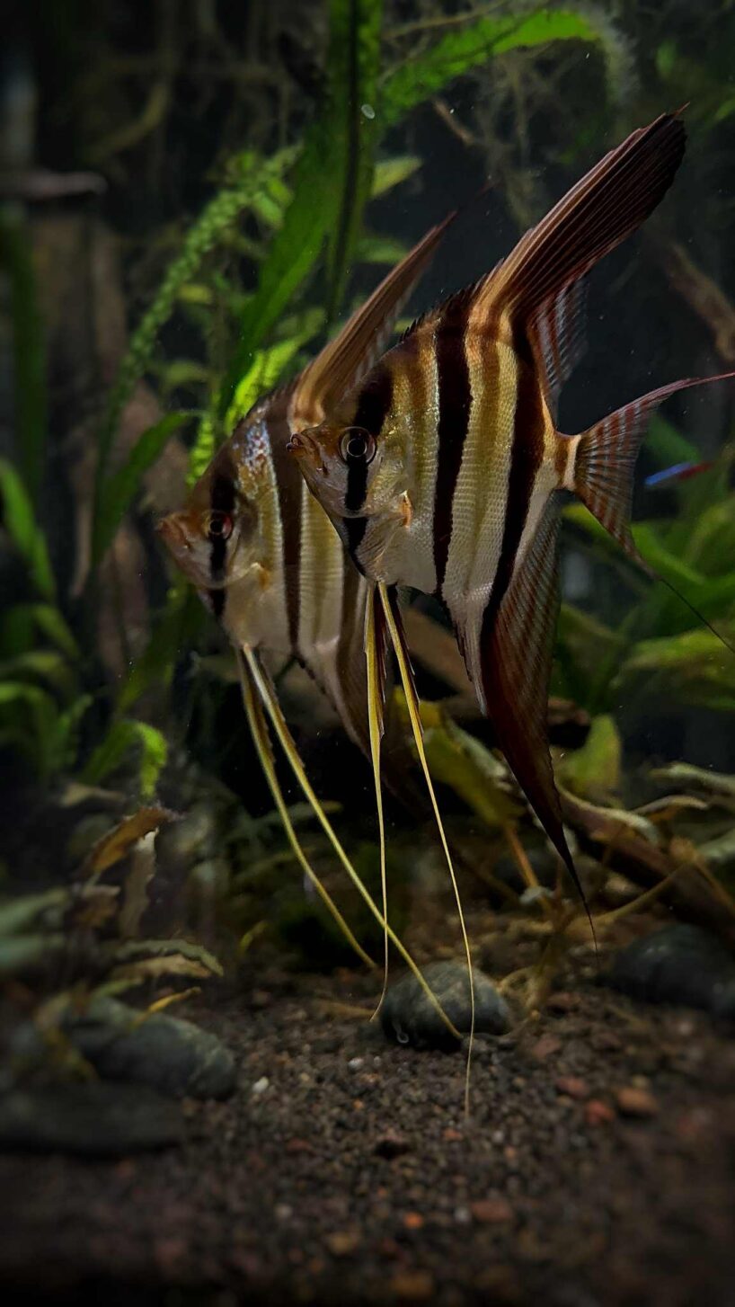 Pterophyllum Altum Rio Orinoco - Iniridae