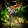 Pterophyllum Altum Rio Orinoco - Iniridae