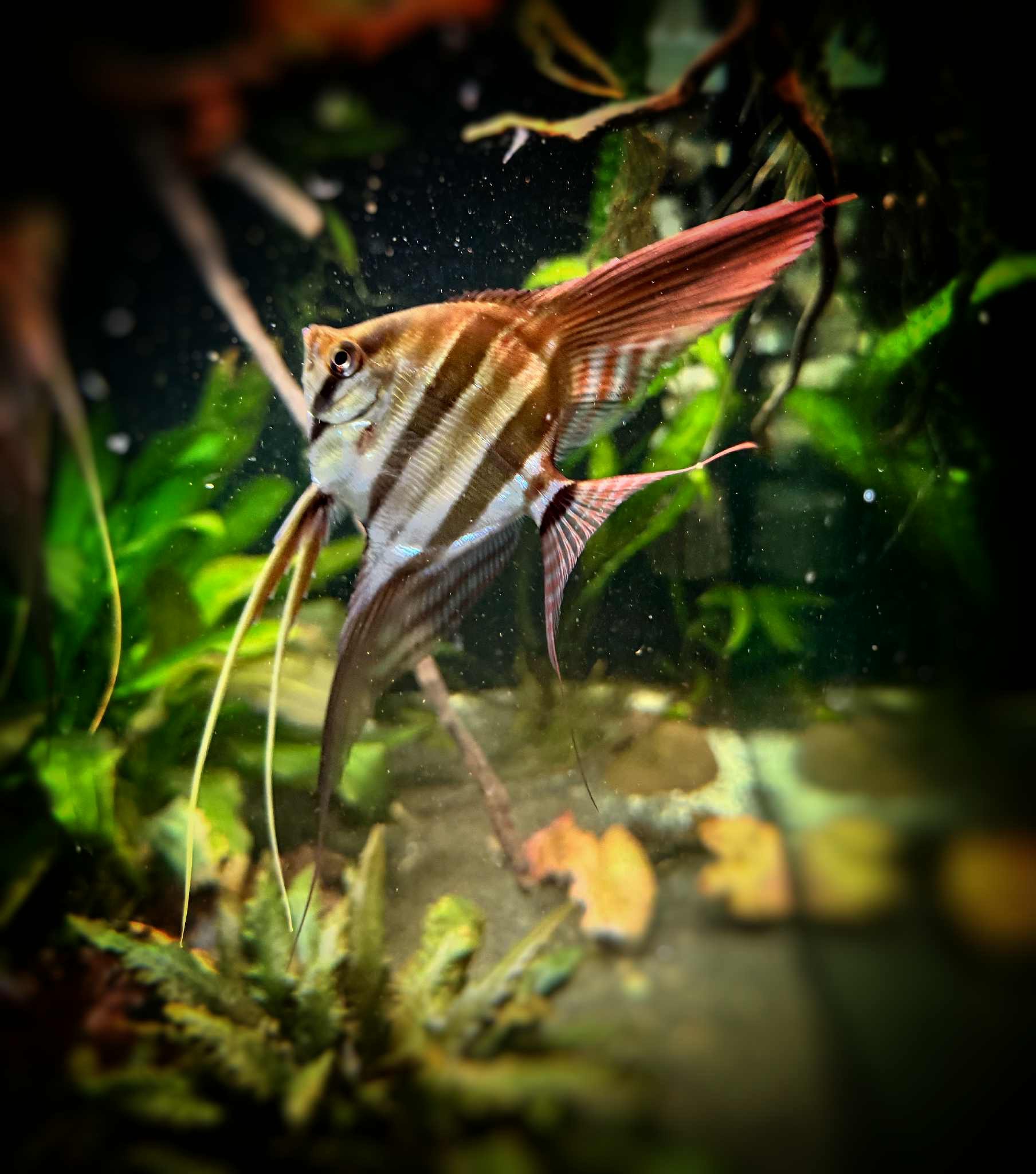 Pterophyllum Altum Rio Orinoco - Iniridae SMALL size