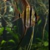 Pterophyllum Altum Rio Orinoco - Iniridae
