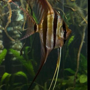 Pterophyllum Altum Rio Orinoco - Iniridae