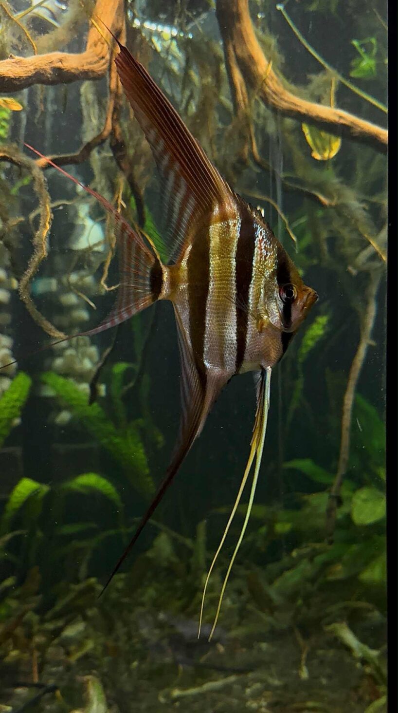 Pterophyllum Altum Rio Orinoco - Iniridae