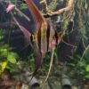 Pterophyllum Altum Rio Orinoco - Iniridae