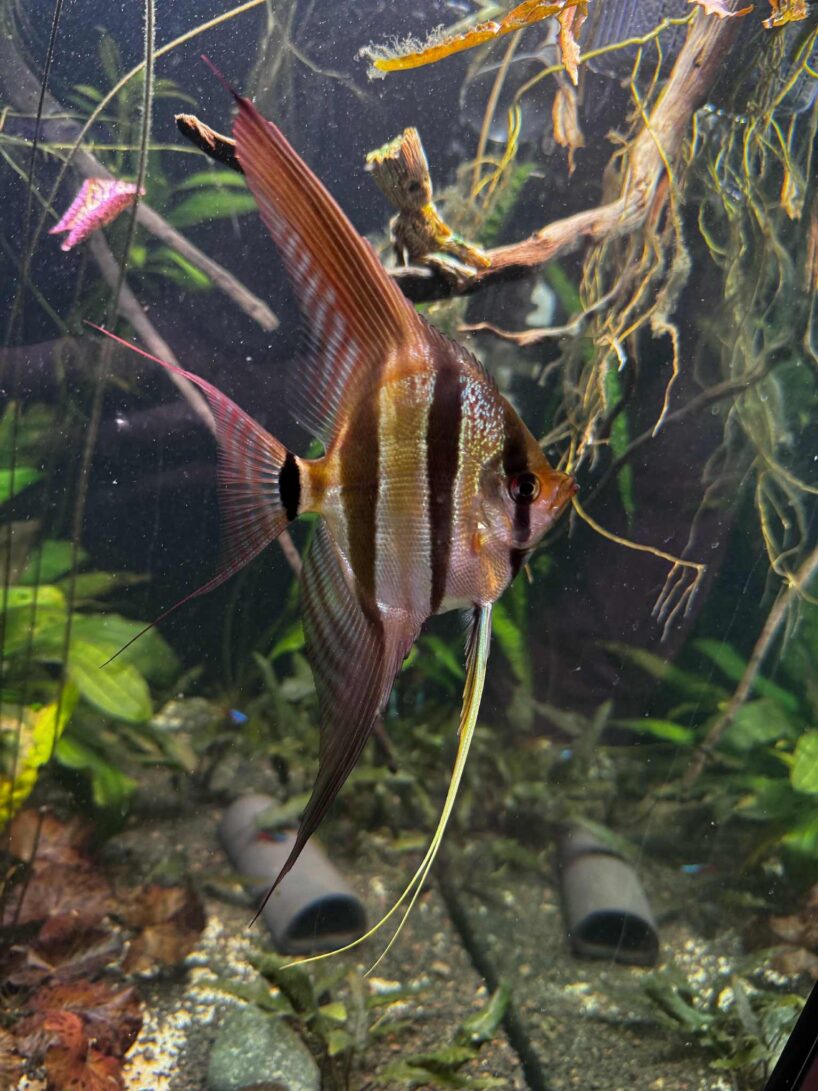 Pterophyllum Altum Rio Orinoco - Iniridae