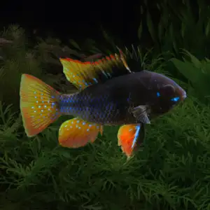 Black Ram Dwarf Cichlid (Mikrogeophagus ramirezi)