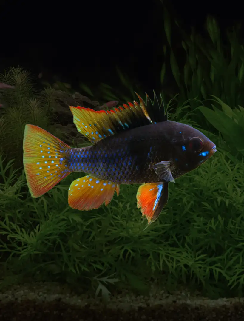 Black Ram Dwarf Cichlid (Mikrogeophagus ramirezi)