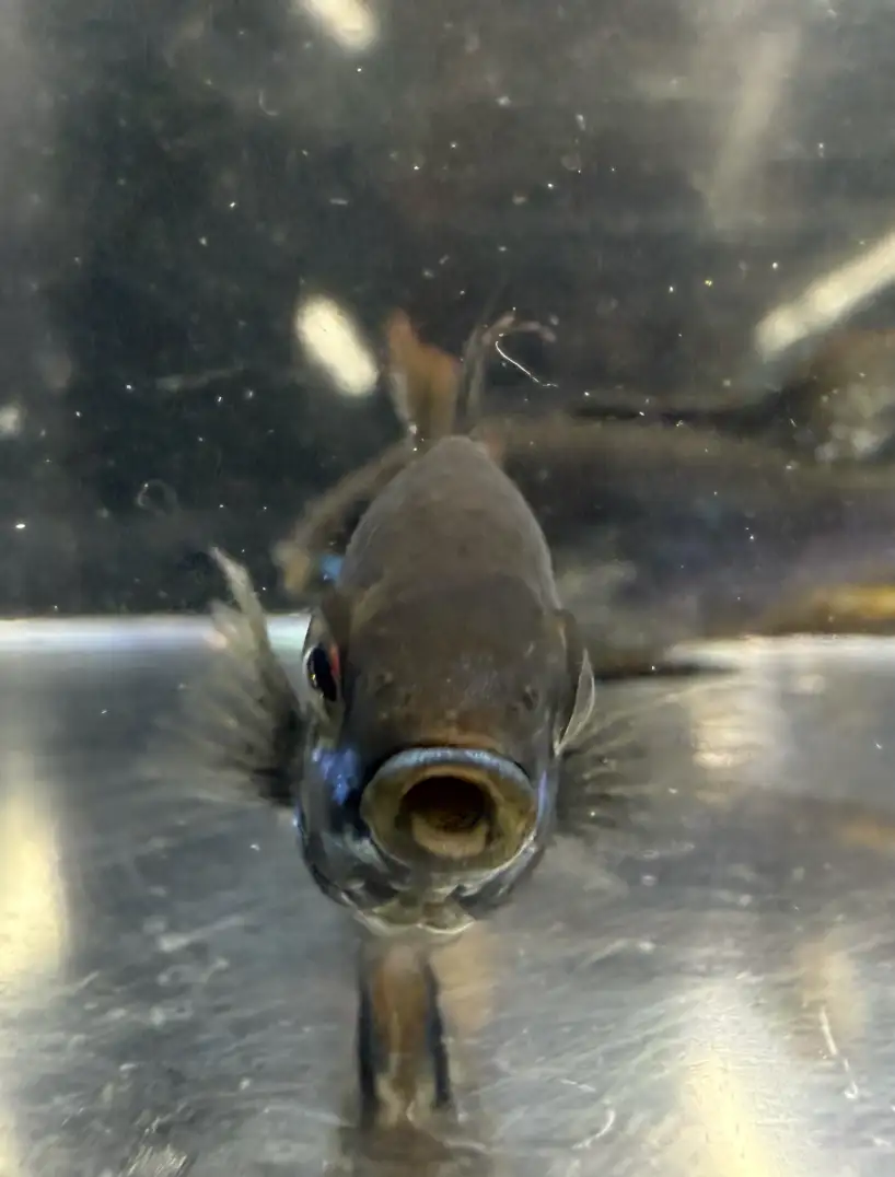 Black Ram Dwarf Cichlid (Mikrogeophagus ramirezi)