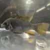 Black Ram Dwarf Cichlid (Mikrogeophagus ramirezi)