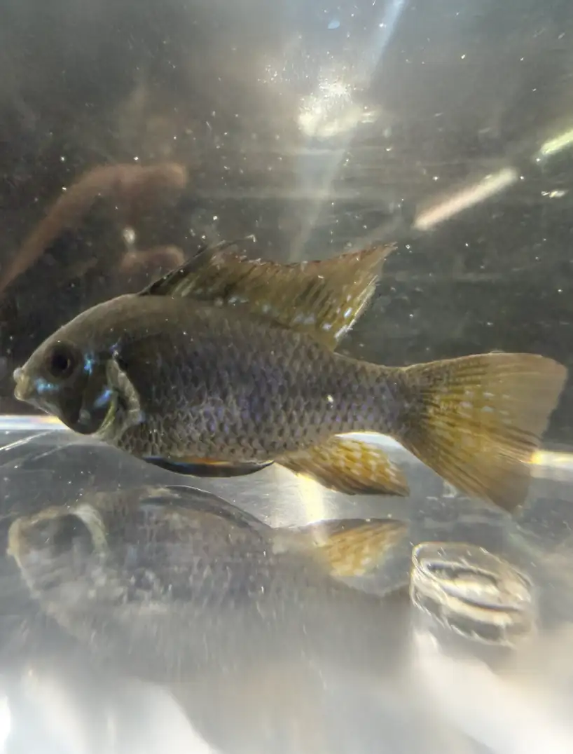 Black Ram Dwarf Cichlid (Mikrogeophagus ramirezi)
